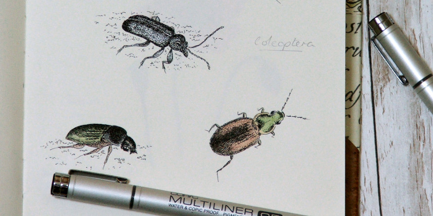 nature journal of british wildlife with beetles