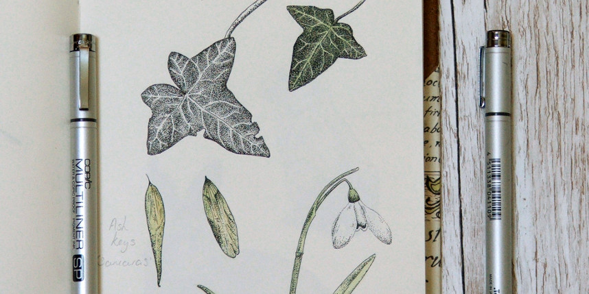 nature journal of British wildlife with ivy and snowdrops