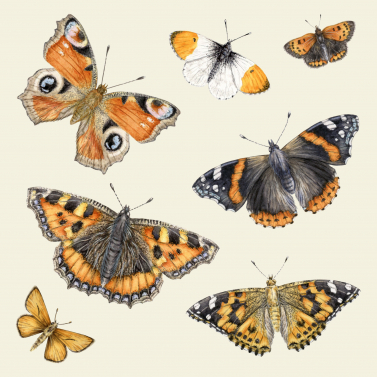 British Butterflies