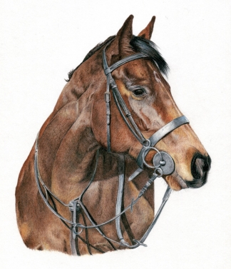 Horse - coloured pencil