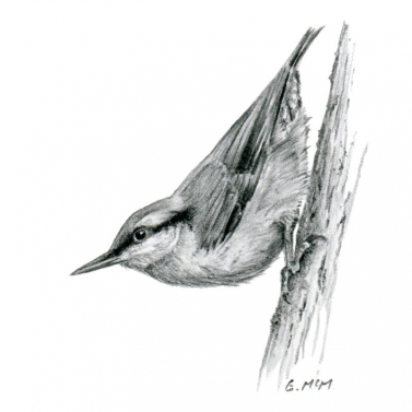 Nuthatch - pencil drawing