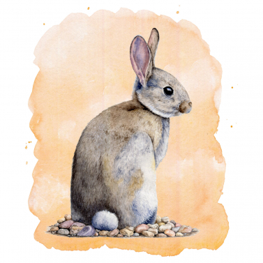 Rabbit - watercolour