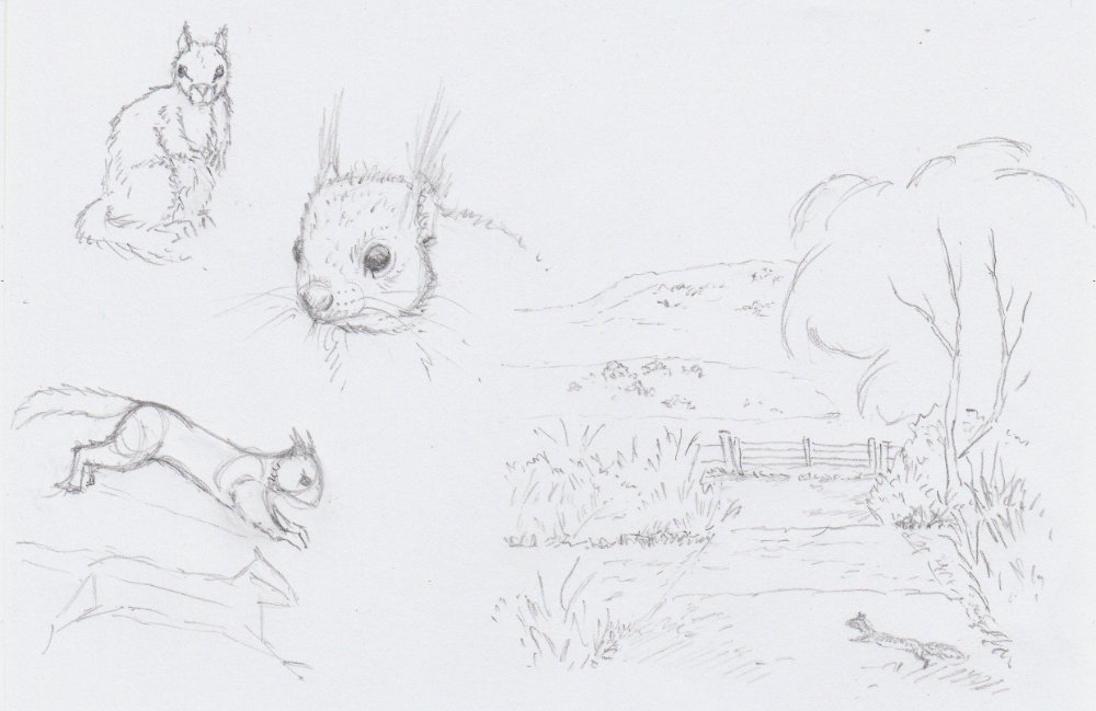 rough sketches of red squirrels and a landscape