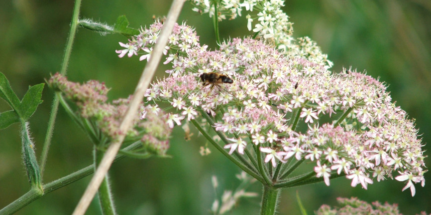 Summer flowers with insect on top and greenery in the background