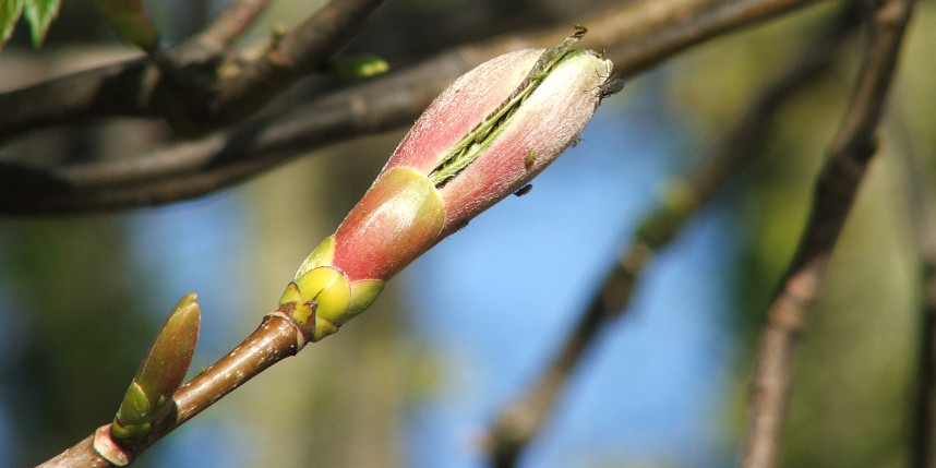 Spring sycamore buds