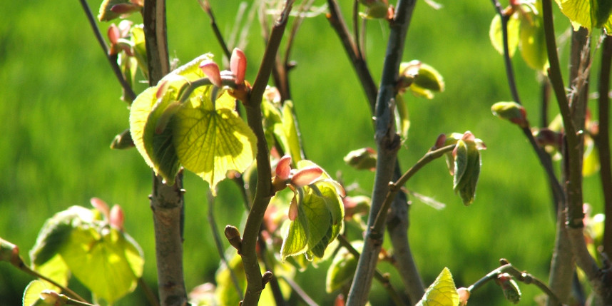 Spring lime linden leaves 