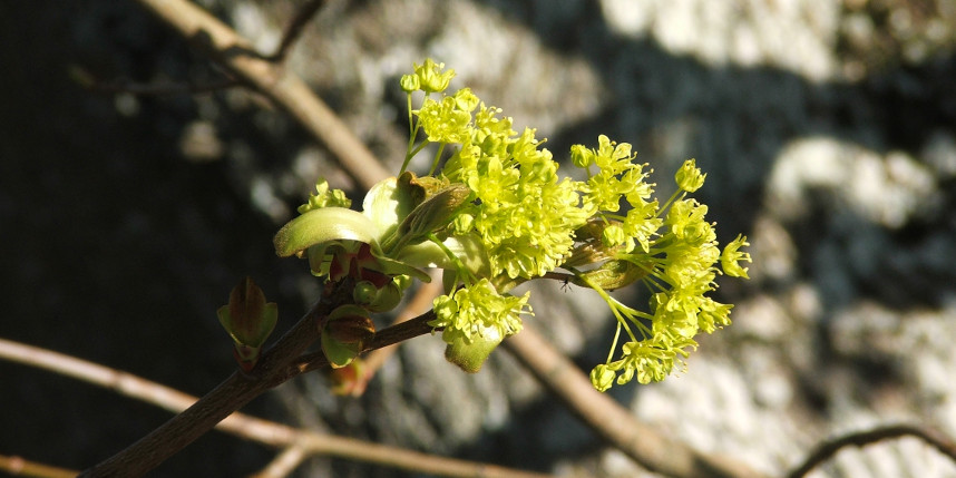 Spring Norway maple flowers