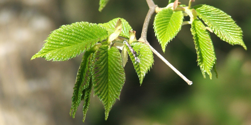 Spring wych elm leaves