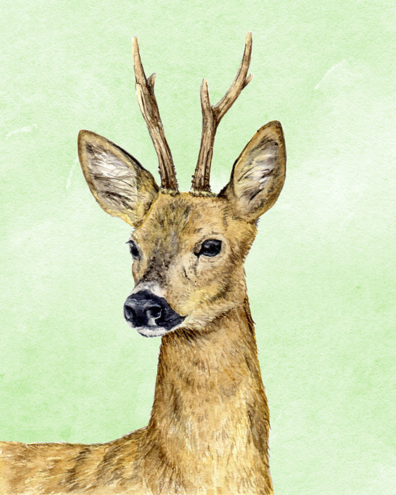 Roe deer portrait with green background