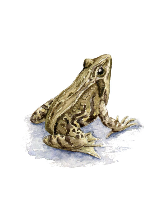 Common frog facing right on white background