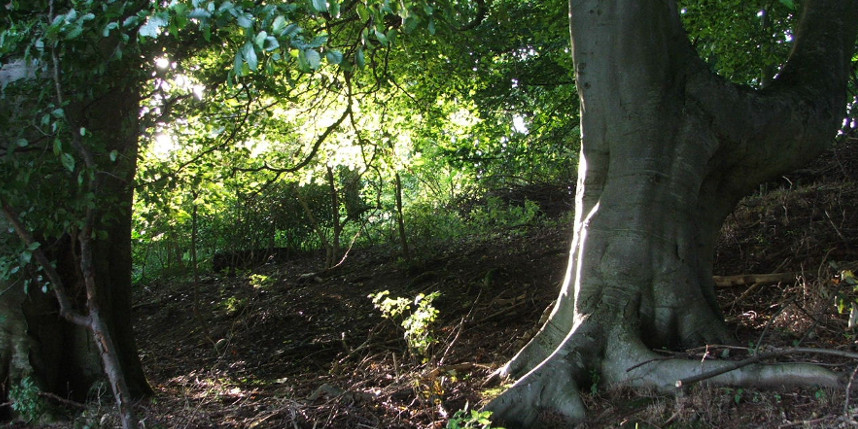 woodland in scottish borders