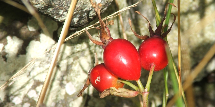 dog rose rosehips scottish borders