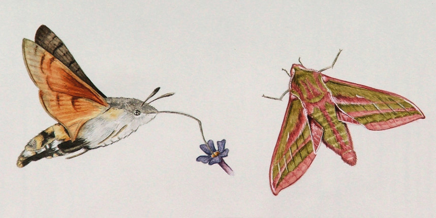 hummingbird hawkmoth and elephant hawkmoth watercolour paintings