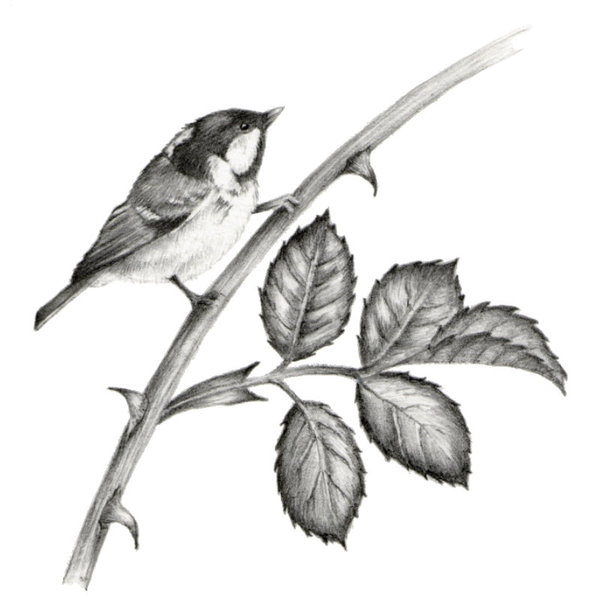 Coal tit - pencil drawing