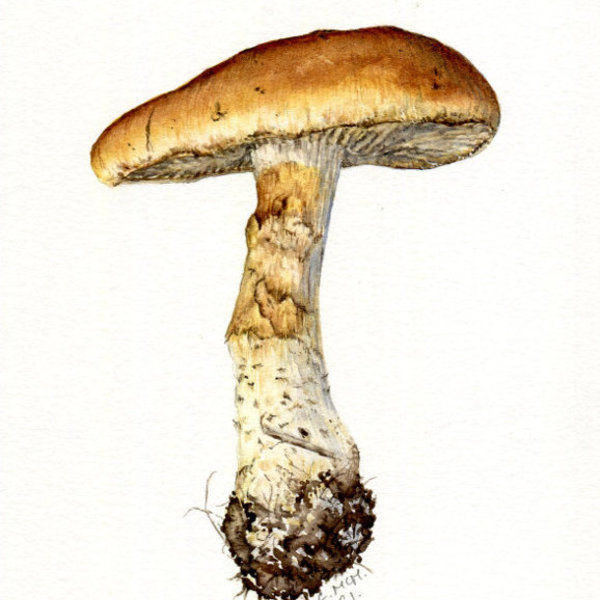 Fungi - watercolour