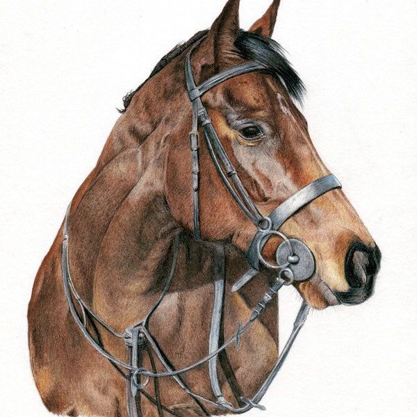 Horse - coloured pencil