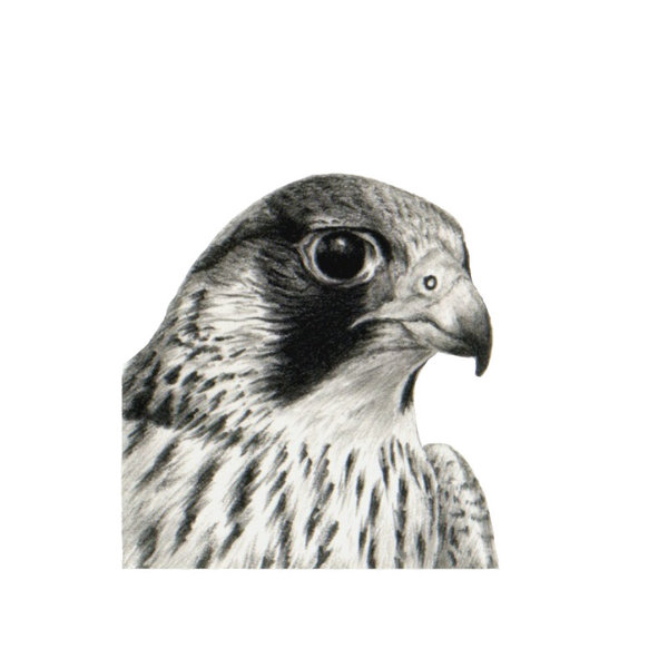 Peregrine - pencil drawing