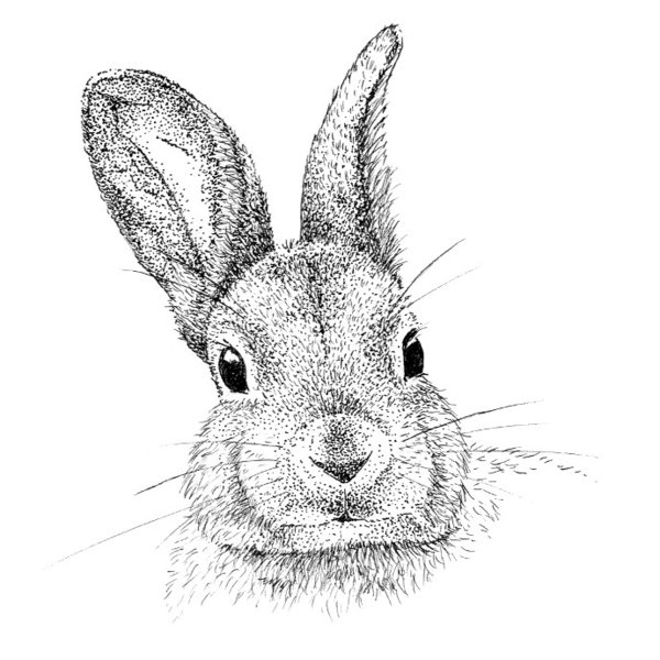 Rabbit portrait - dip pen and ink