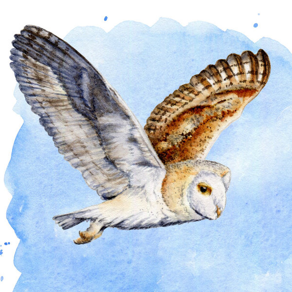 Barn Owl - watercolour