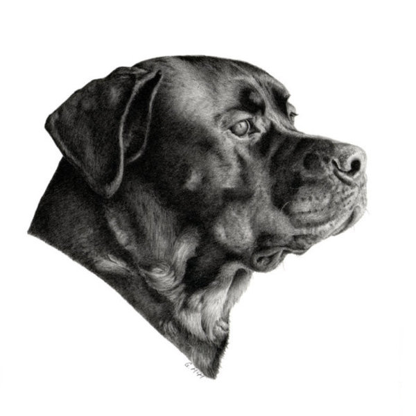 Rottweiler - pencil drawing