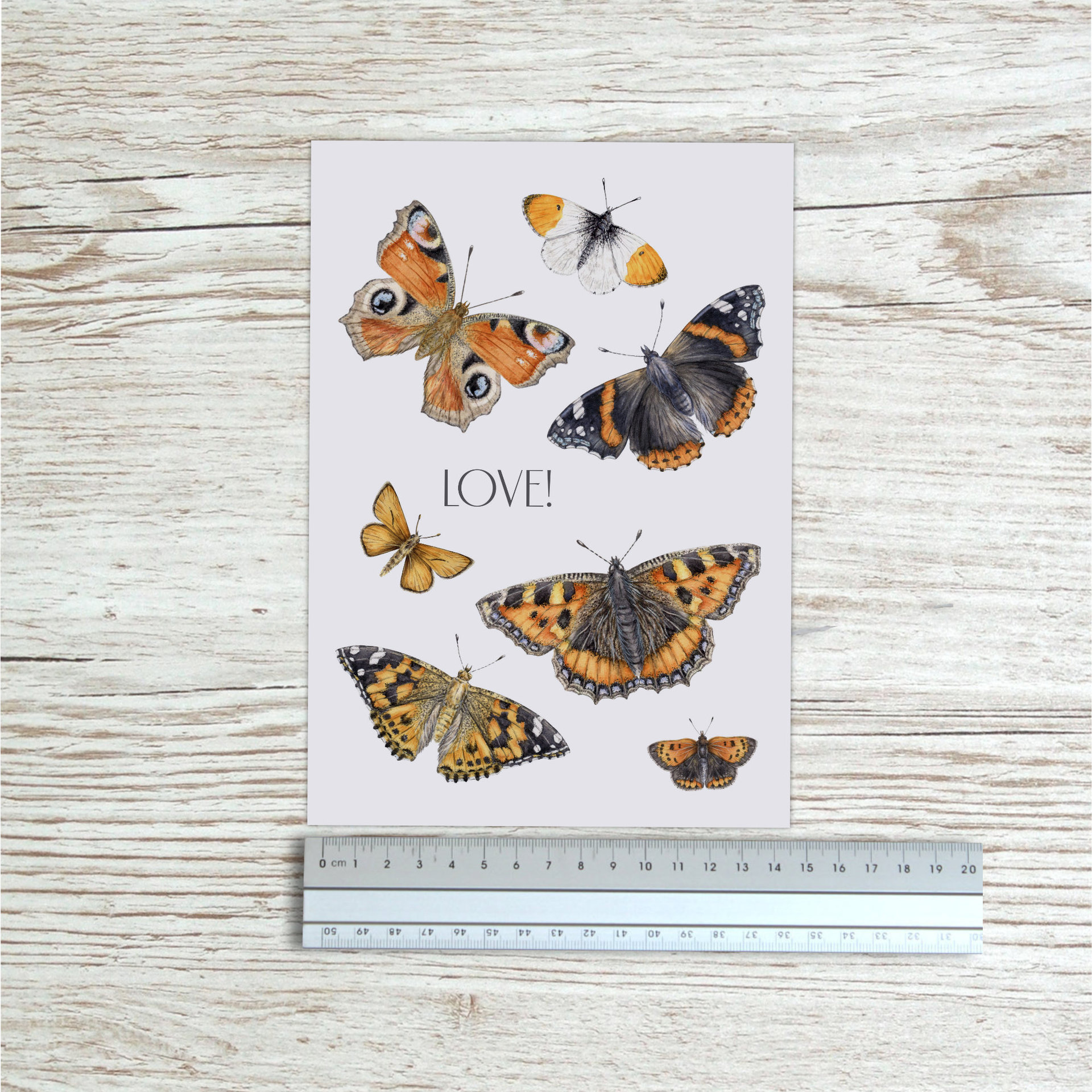 Butterfly art print with ruler to show size