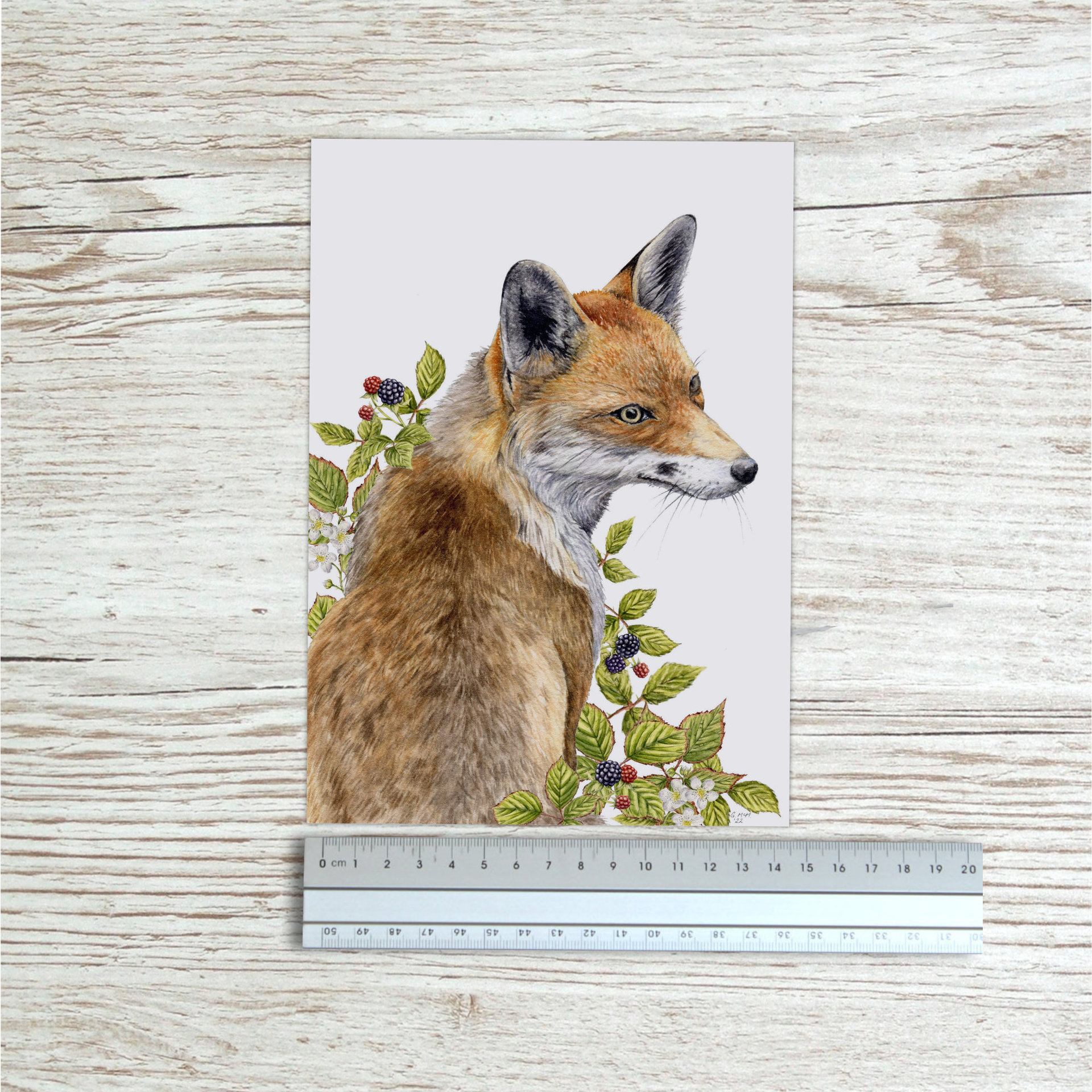 Red fox art print beside a ruler to show size