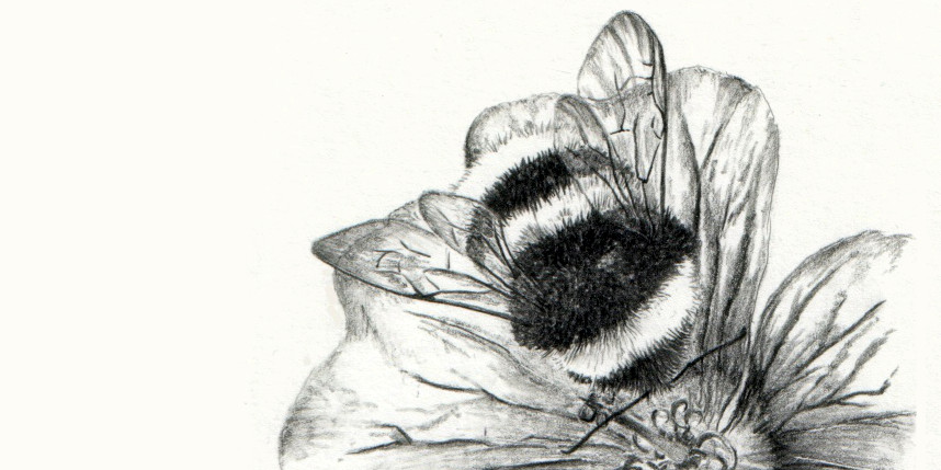 pencil drawing of a bumble bee on a flower