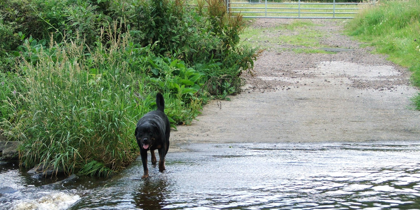Rottweiler having a paddle