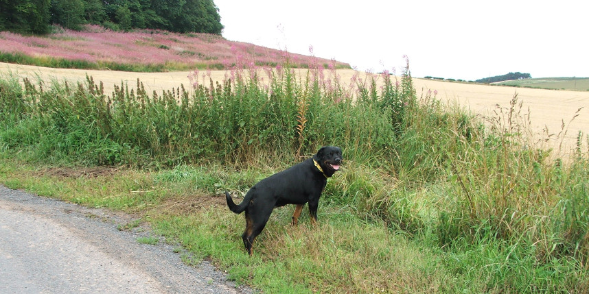 Rottweiler in the country