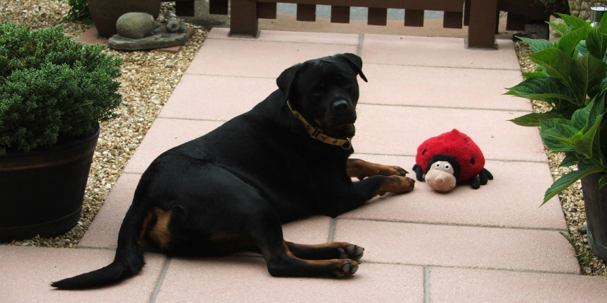 Indy the rottweiler