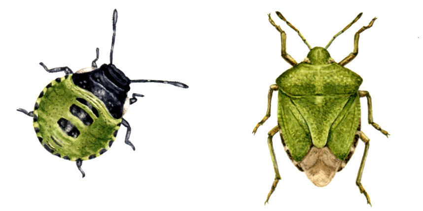 Shield bug illustration