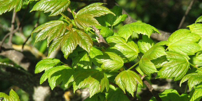 Spring sycamore leaves