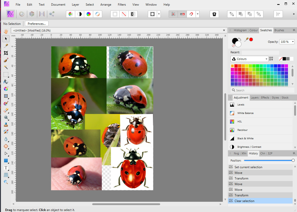 Selection of ladybird images on a computer screen