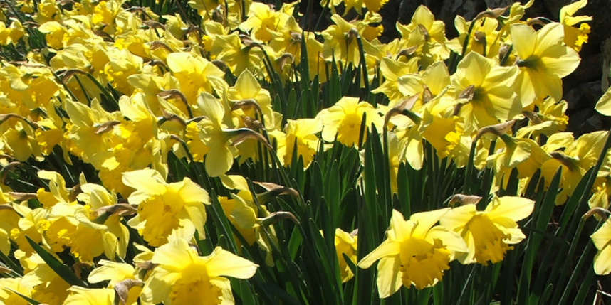 Daffodils