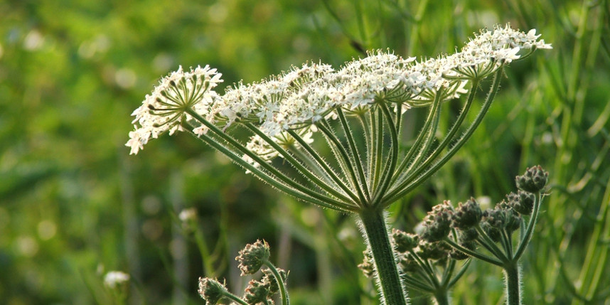 Cow parsley