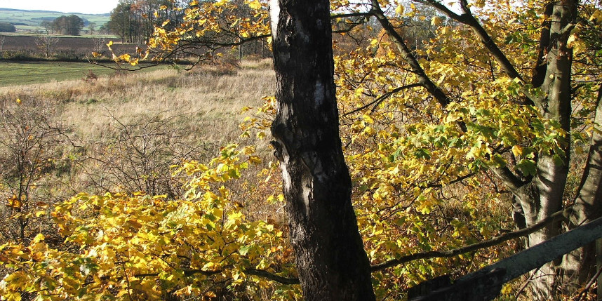 Autumn view in Scottish Borders