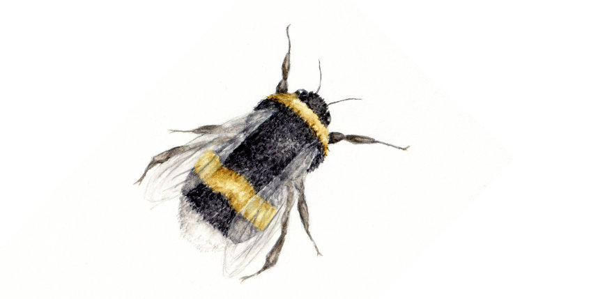 Bumble bee illustration