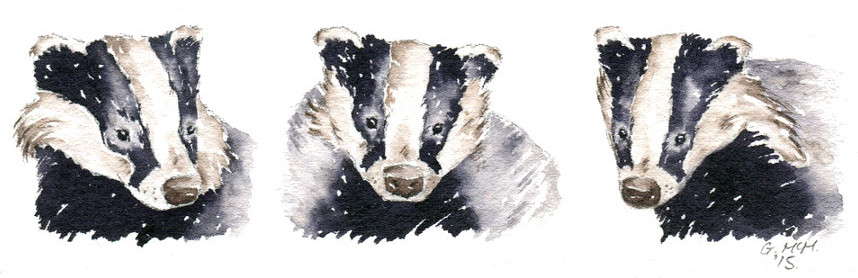 badger sketch in watercolour
