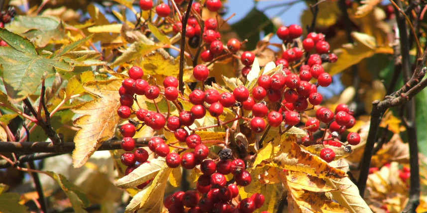 hawthorn berries scottish borders