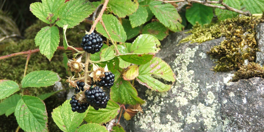 brambles in the scottish borders