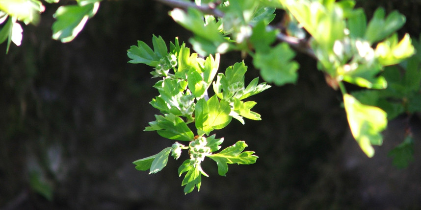 Hawthorn buds and leaves