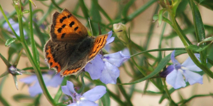 small copper butterfly scottish borders