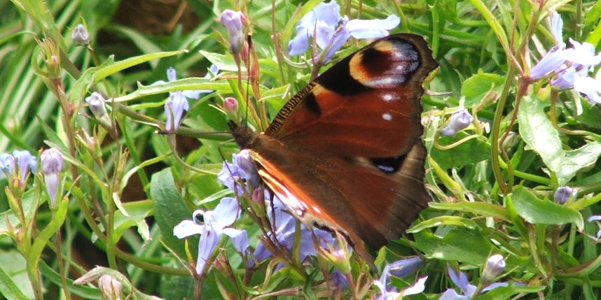 peacock butterfly in scottish borders