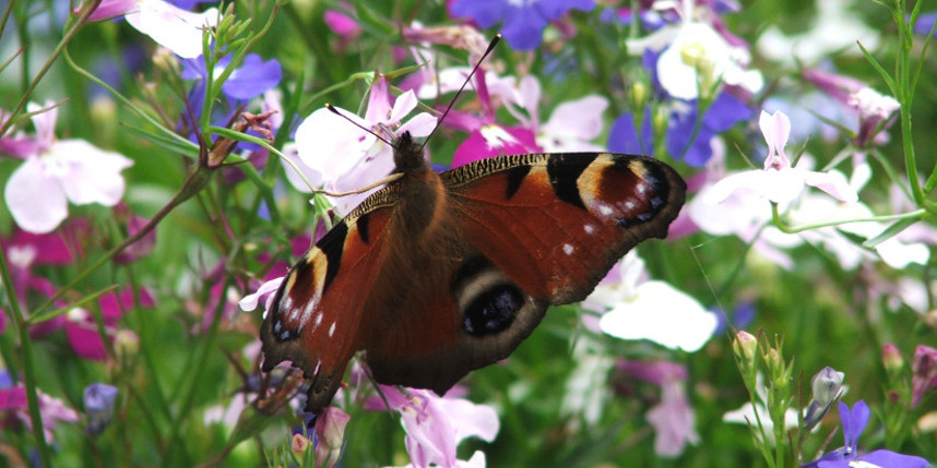 peacock butterfly