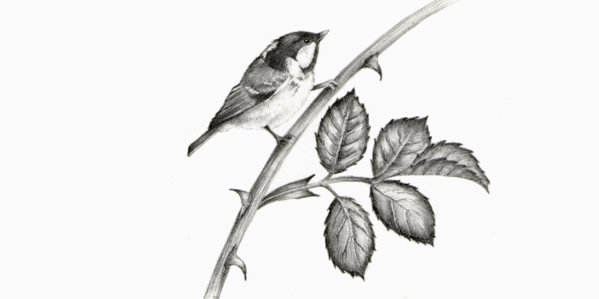 coal tit graphite pencil drawing