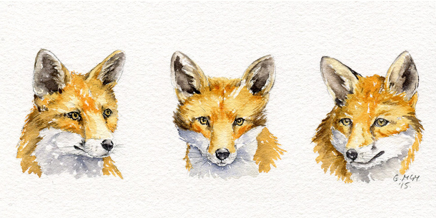 watercolour fox sketches