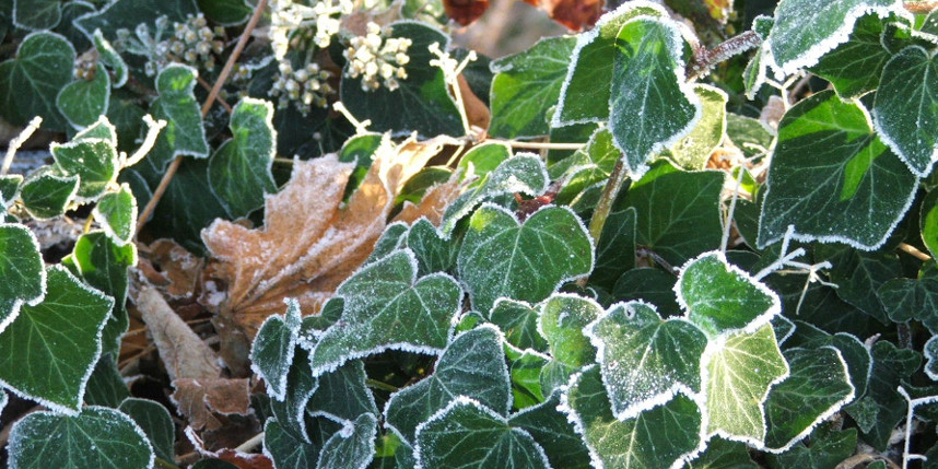 Ivy in the frost