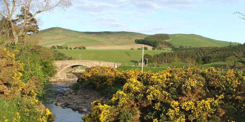 Scottish border hills with gorse