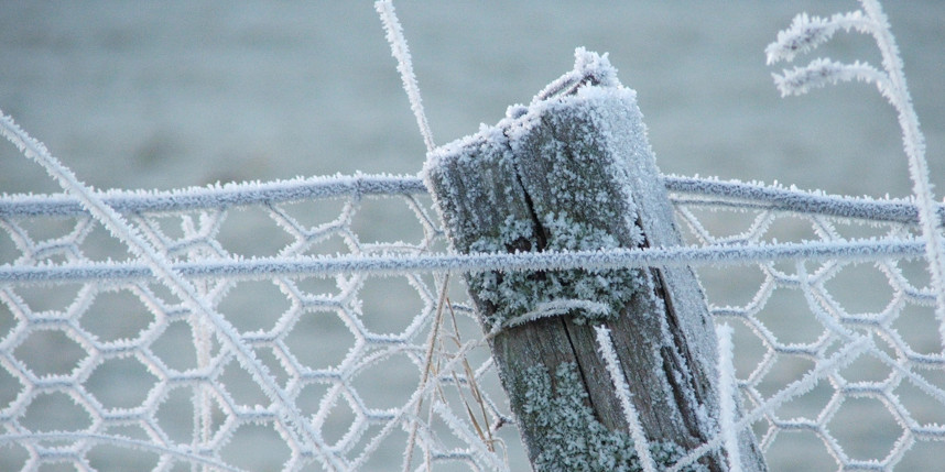 Frost on chickenwire and fence post