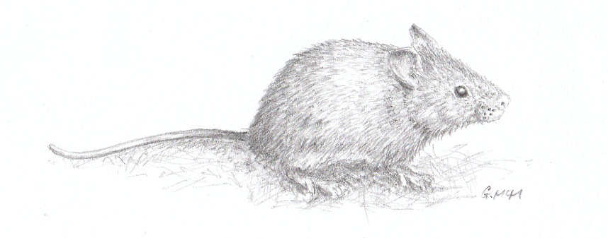 pencil drawing of a mouse